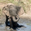 Kruger 369 copia
